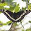 Weidemeyer's Admiral