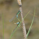 Rambur's Forktail