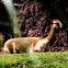 Vicuna