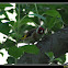 European Goldfinch