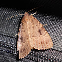 Moth