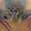Common Jumping Spider