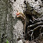Broadhead Skink