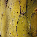 Chañar / Chilean Palo Verde