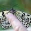 Paper Kite Butterfly