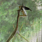 Praying mantis