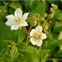 Blackberry flower