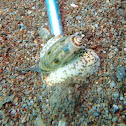 Ringed Olive Snail