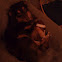 Australian Shepherd