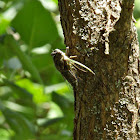 Cicada