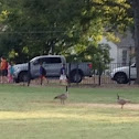 Canadian Geese