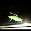 Katydid