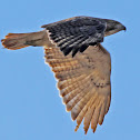 Red tailed hawk