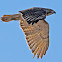 Red tailed hawk