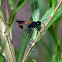 Thread-waisted Wasp