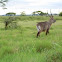 Cobo untuoso. Waterbuck