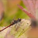 Vagrant Darter