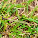Teneral damselfly