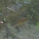 Northern Longear Sunfish