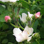 Multiflora Rose