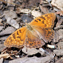 Tawny Emperor