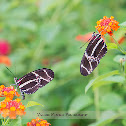 Zebra Longwing Butterfly