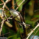 Blue-gray gnatcatcher