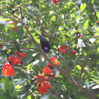 balck throated sunbird
