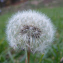 Dandelion Seedhead