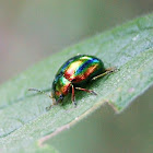 Dead-nettle Leaf Beetle