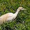 Cattle Egret