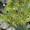 Common Fennel