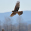 Northern Harrier Hawk