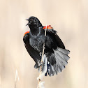 Red-winged Blackbird