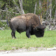 Wildlife in the National Parks Adventure Bus tours