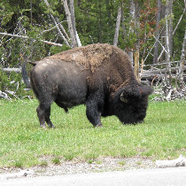 Wildlife in the National Parks Adventure Bus tours