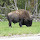 Wildlife in the National Parks Adventure Bus tours