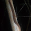 Velvet worm