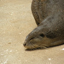 Otter