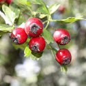 Hawberry