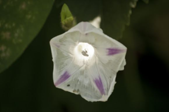 Spotting Image 1