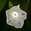 Wild Morning Glory