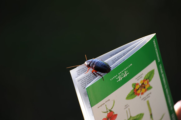 Spotting Image 1