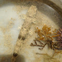 Lizard fish