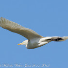 Cattle Egret; Garcilla Bueyera