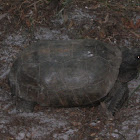 Golpher Tortoise