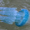 Blue jellyfish