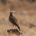 Malabar Lark