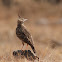 Malabar Lark
