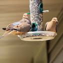 Mourning Dove